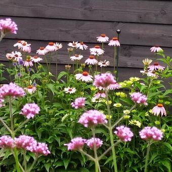 Verbena bonariensis