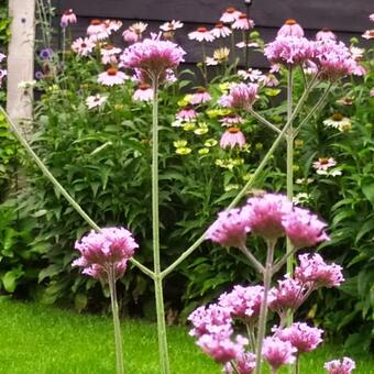 Verbena bonariensis