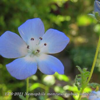 Nemophila menziesii subsp. insignis