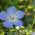 Nemophila menziesii subsp. insignis