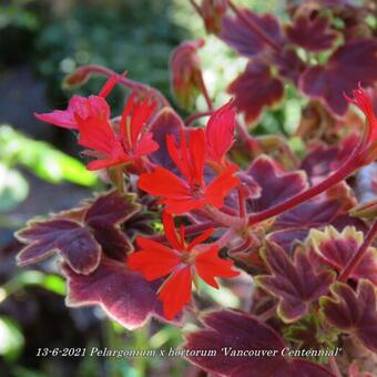 Pelargonium x hortorum 'Vancouver Centennial' (stellar type)