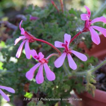 Pelargonium ionidiflorum