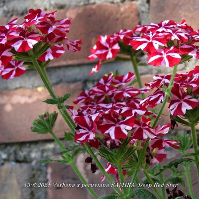 Verbena x peruviana SAMIRA 'Deep Red Star' - 