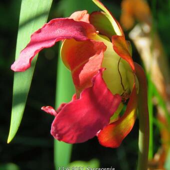 Sarracenia