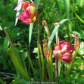 Sarracenia