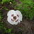 Papaver orientale 'Perry's White'