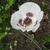 Papaver orientale 'Perry's White'