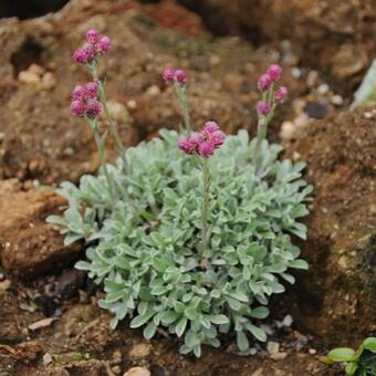 Antennaria dioica 'Alex Duguid'