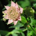 Astrantia major - Grande astrance