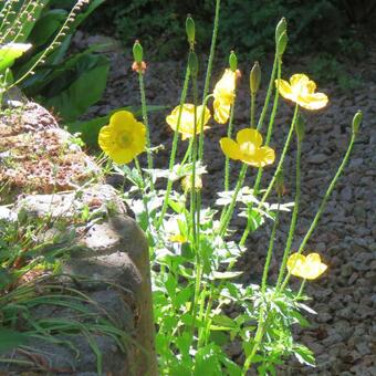 Meconopsis cambrica