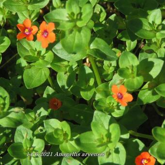 Anagallis arvensis