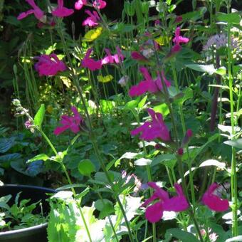 Salvia x jamensis 'Maraschino'