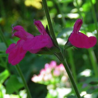 Salvia x jamensis 'Maraschino'