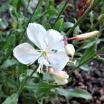 Gaura lindheimeri 'Butterfly White' - 