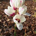 Ixia 'Spotlight' - 