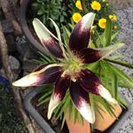 Lilium 'Netty's Pride' - 