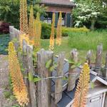 Eremurus x isabellinus  Ruiter's Hybrids - 