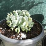 Echeveria runyonii 'Topsy Turvy' - 