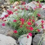 Dianthus deltoides 'Leuchtfunk' - Dianthus deltoides 'Leuchtfunk'