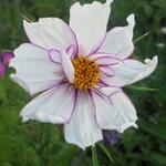 Cosmos bipinnatus 'Picotée' - 