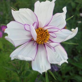 Cosmos bipinnatus 'Picotée'