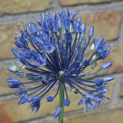 Allium caeruleum - 