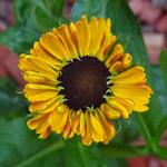 Helenium 'Elibertus Griffioen' - 