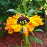 Helenium 'Elibertus Griffioen' - 