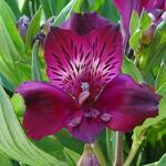 Alstroemeria 'INTICANCHA 'Dark Purple' - 