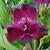 Alstroemeria 'INTICANCHA 'Dark Purple'