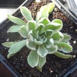 Aeonium 'Ballerina' - 