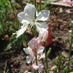 Gaura lindheimeri 'Butterfly White' - 