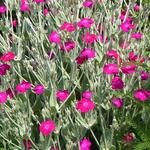 Lychnis coronaria 'Blood Red' - 