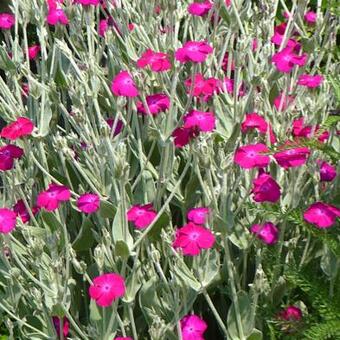 Lychnis coronaria 'Blood Red'