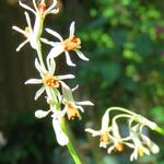 Tulbaghia alliacea - 