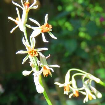 Tulbaghia alliacea