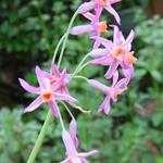 Tulbaghia 'Moya' - 