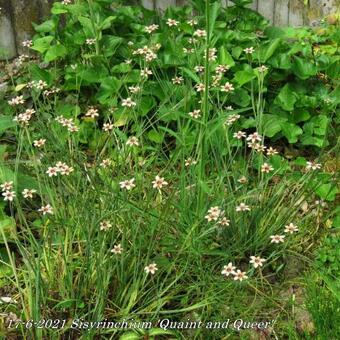 Sisyrinchium 'Quaint and Queer'