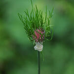 Allium vineale - Weinberg-Lauch