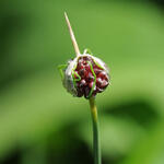 Allium vineale - Weinberg-Lauch