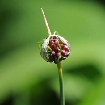 Allium vineale