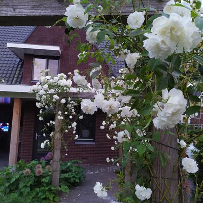 Rosa 'Schneewittchen' - 