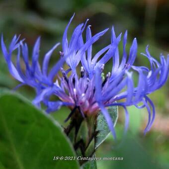 Centaurea montana