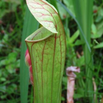 Sarracenia