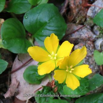 Lysimachia nummularia