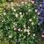 Erigeron 'Four Winds'