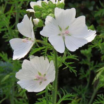 Malva moschata 'Alba'