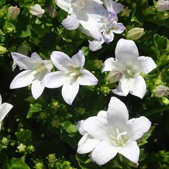 Campanula 'Ambella White'