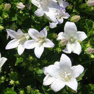 Campanula 'Ambella White' - 