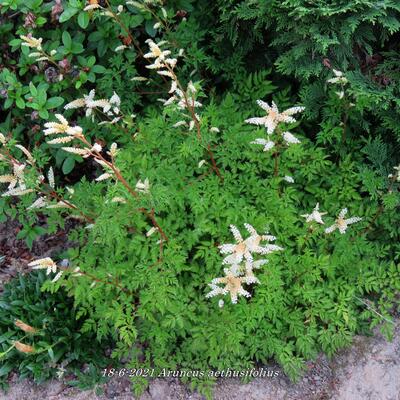 Zwerg-Geißbart - Aruncus aethusifolius